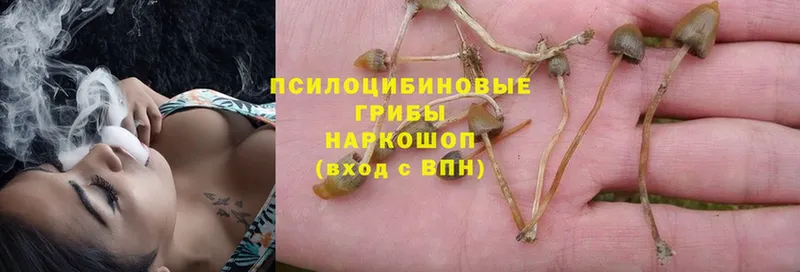 Псилоцибиновые грибы Psilocybe  Крымск 